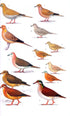 Collins Field Guide: Birds of North America - Arlott,N. 2016